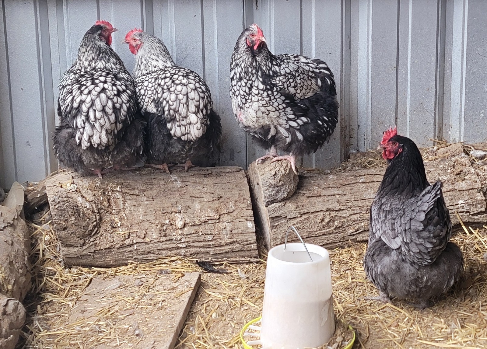 14 Pure English Orpington Hatching Eggs Mauve, SL,Mauve Laced, Choco, Huge Birds