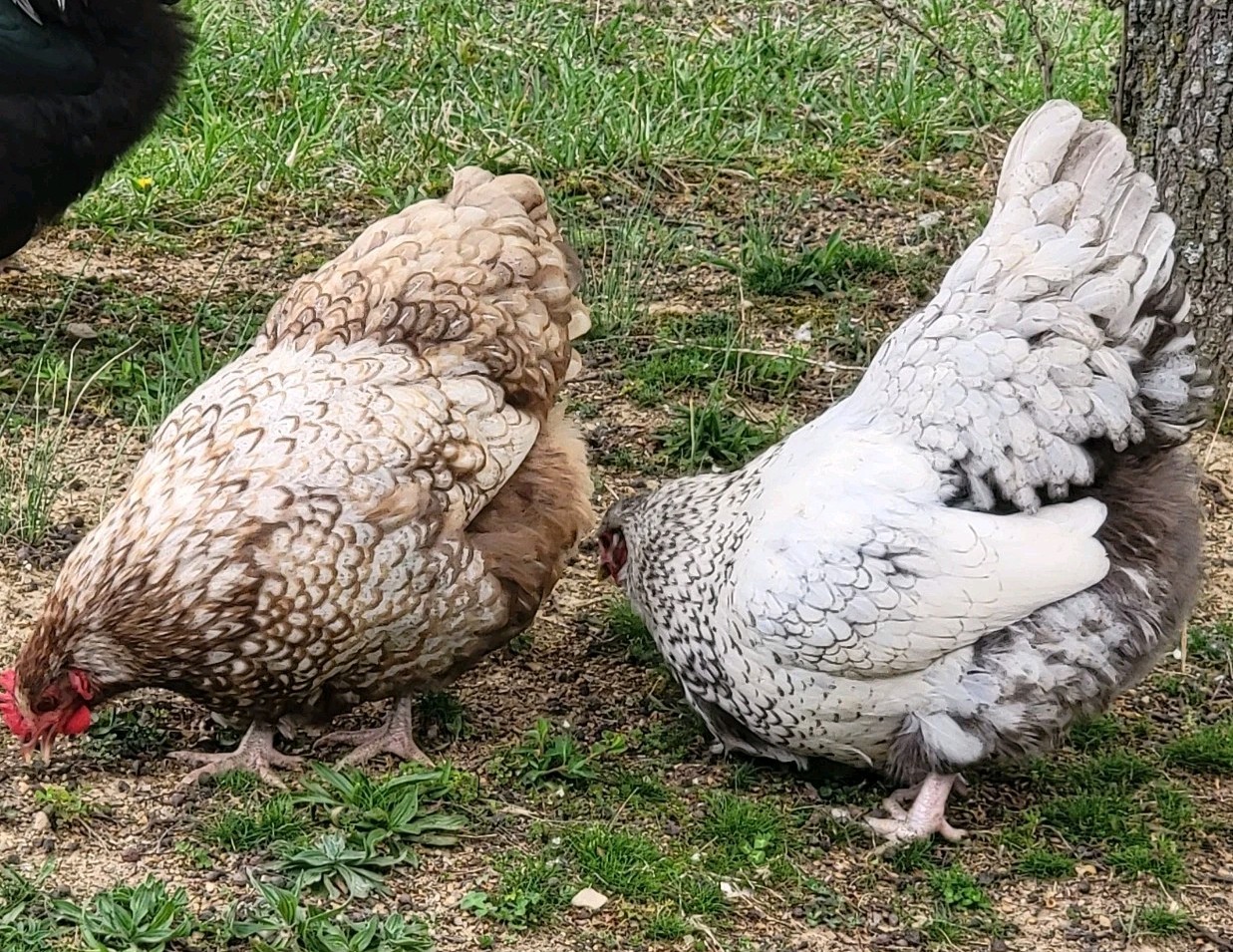 14 Pure English Orpington Hatching Eggs Mauve, SL,Mauve Laced, Choco, Huge Birds