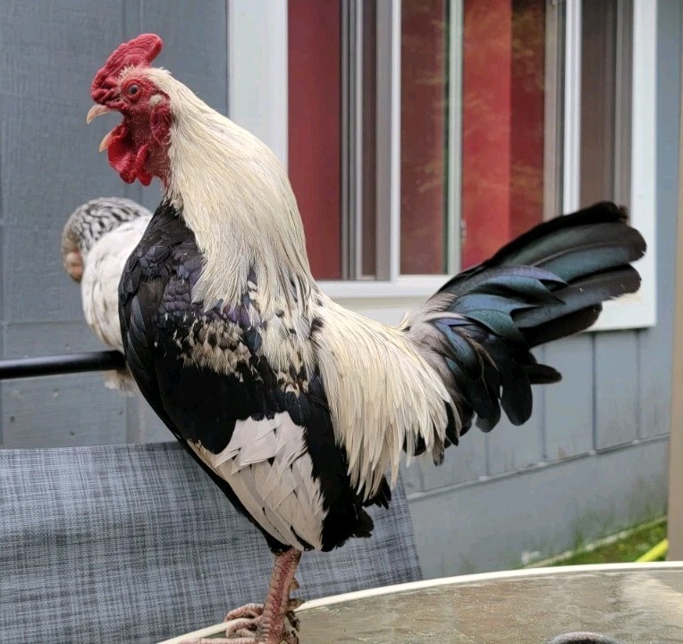 6+ Silver Duckwing Old English Bantam Fertile Hatching Eggs