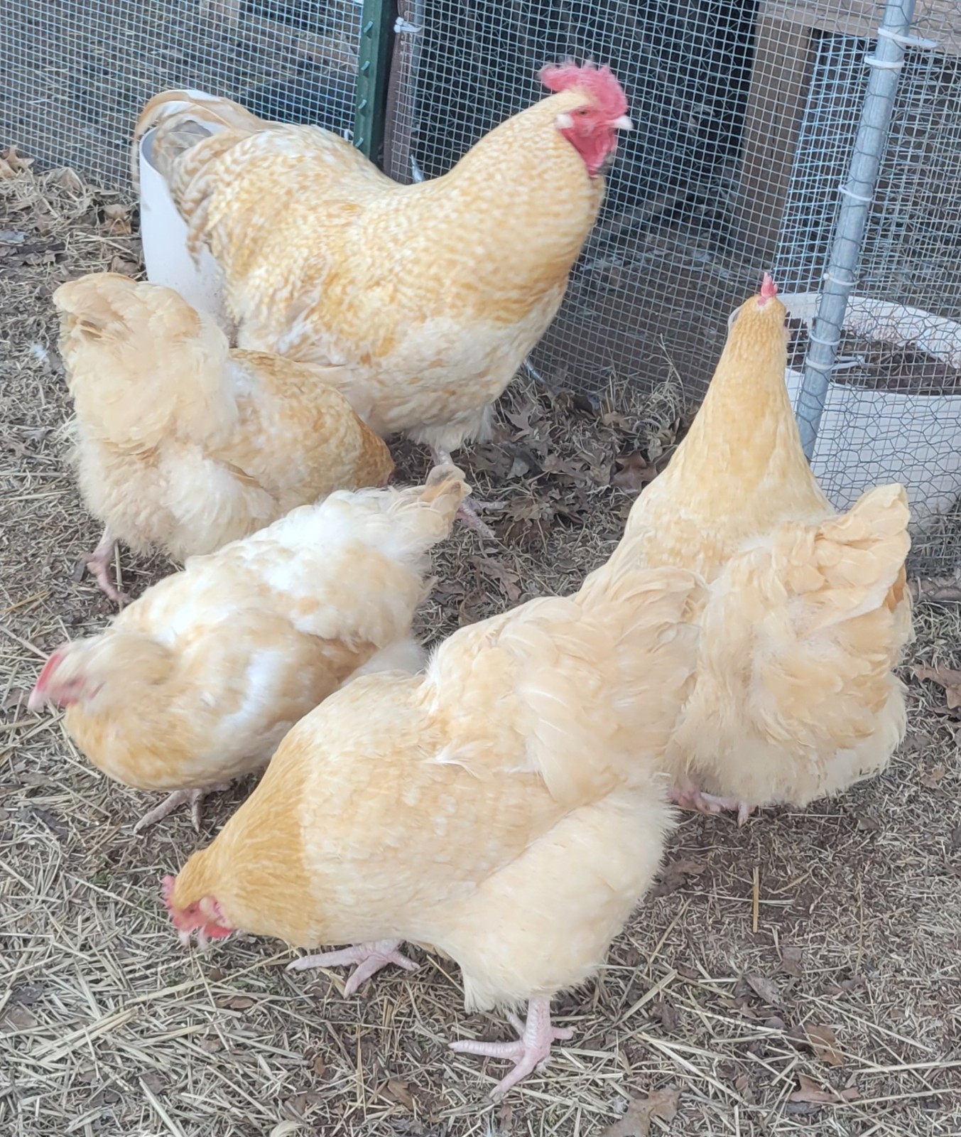 12 premium Lemon Cuckoo English Orpington hatching eggs!! NPIP/AI clean flock