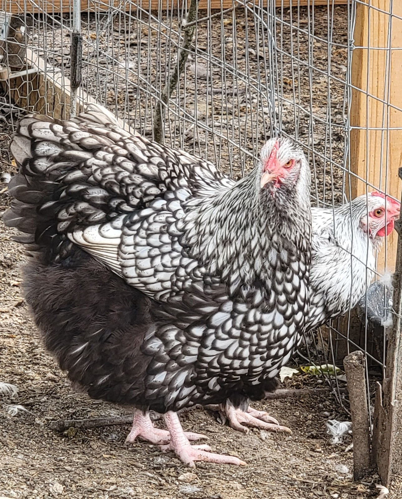 14 Pure English Orpington Hatching Eggs Mauve, SL,Mauve Laced, Choco, Huge Birds