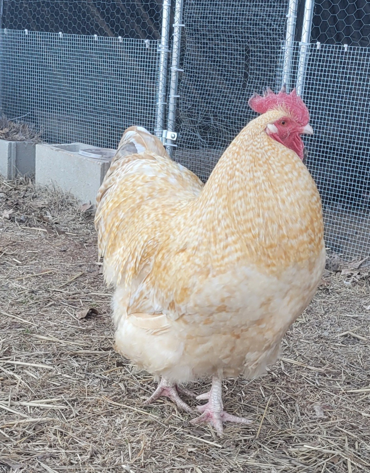 12 premium Lemon Cuckoo English Orpington hatching eggs!! NPIP/AI clean flock