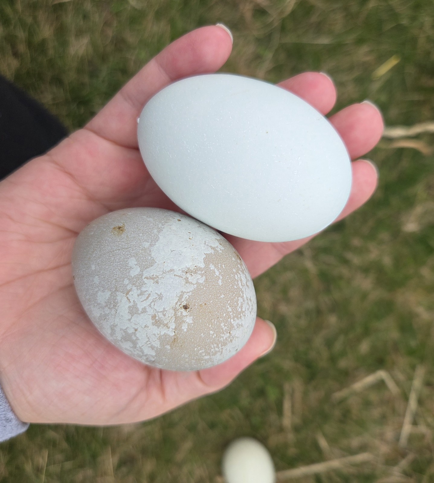 One Dozen Rainbow Hatching Eggs! Speckled, Heavy Bloom, Mint, Olive, Pink +