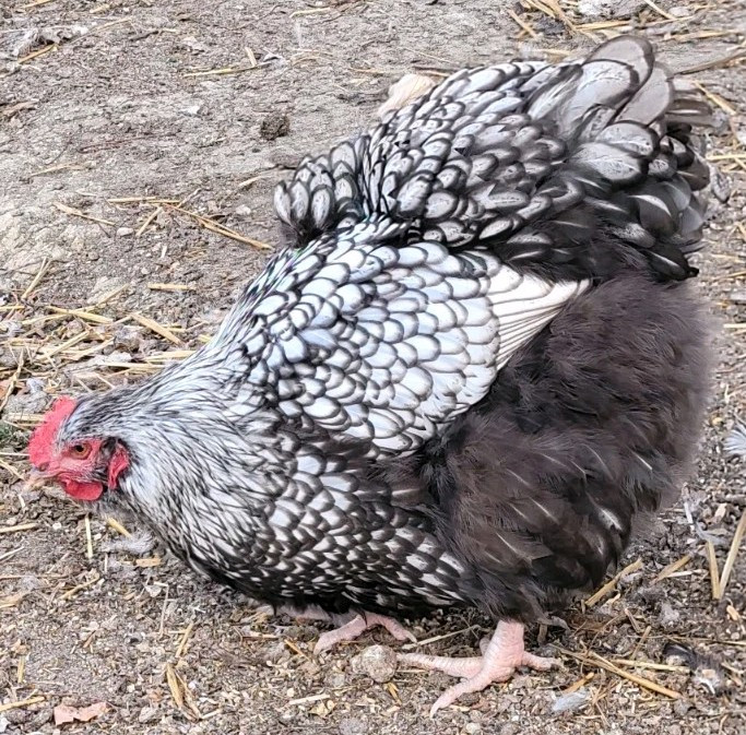 14 Pure English Orpington Hatching Eggs Mauve, SL,Mauve Laced, Choco, Huge Birds