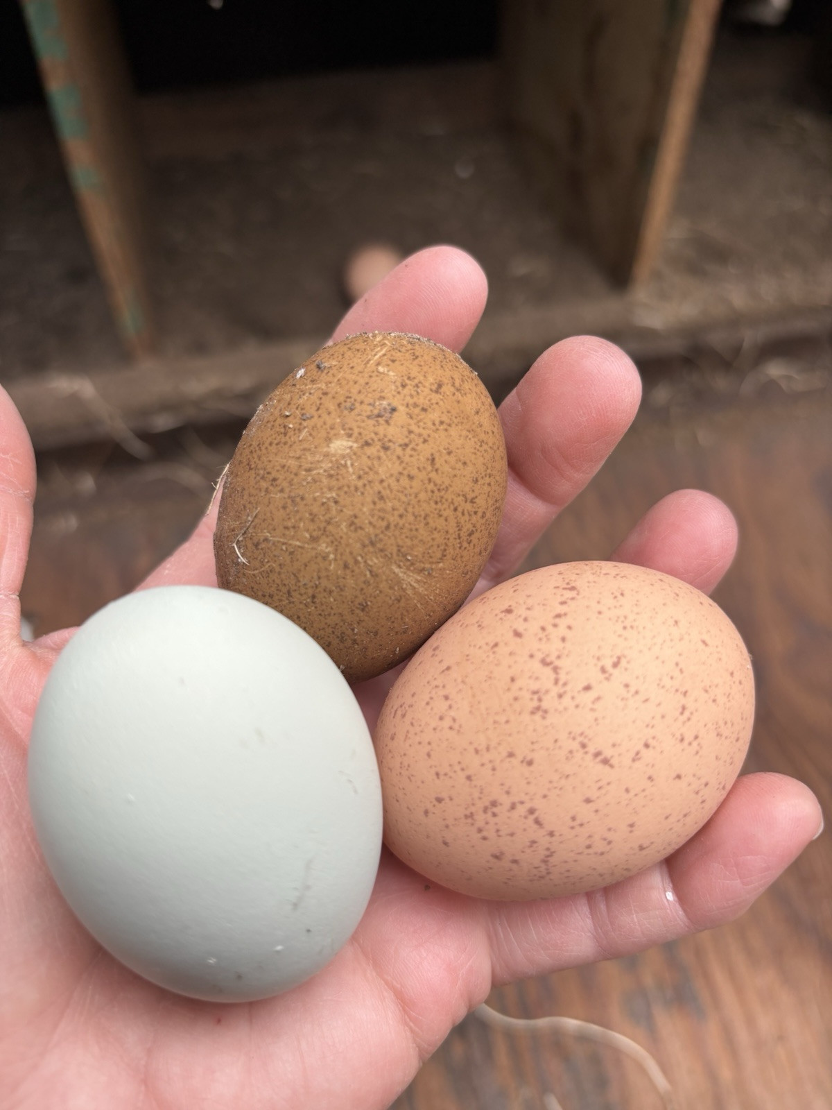 6+ Dark Or Heavy Bloom FERTILE Hatching Eggs Olive Chocolate Speckles Marans