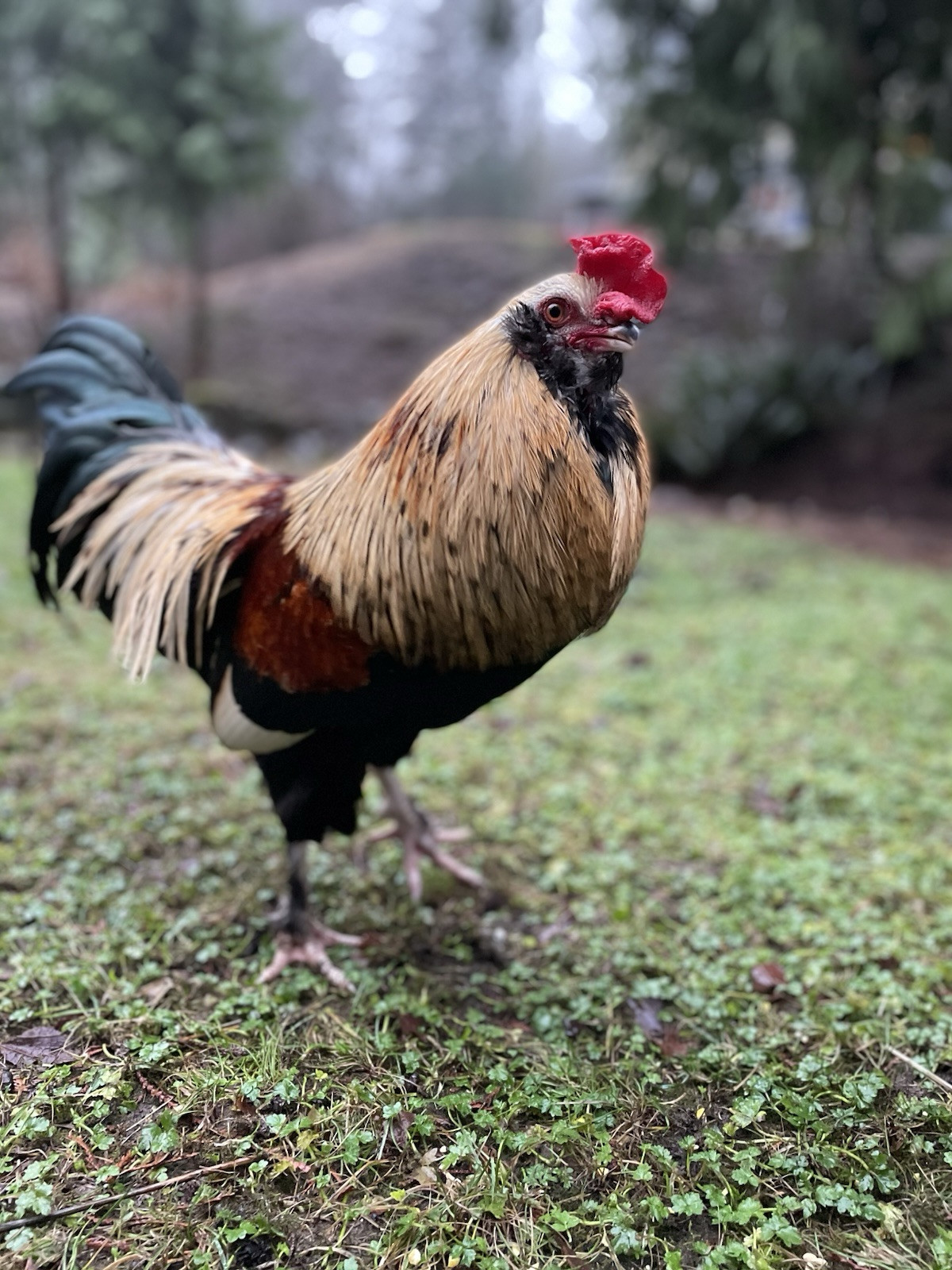 6+ Dark Or Heavy Bloom FERTILE Hatching Eggs Olive Chocolate Speckles Marans
