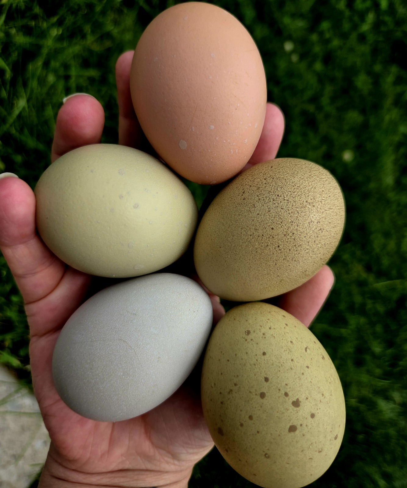 One Dozen Rainbow Hatching Eggs! Speckled, Heavy Bloom, Mint, Olive, Pink +