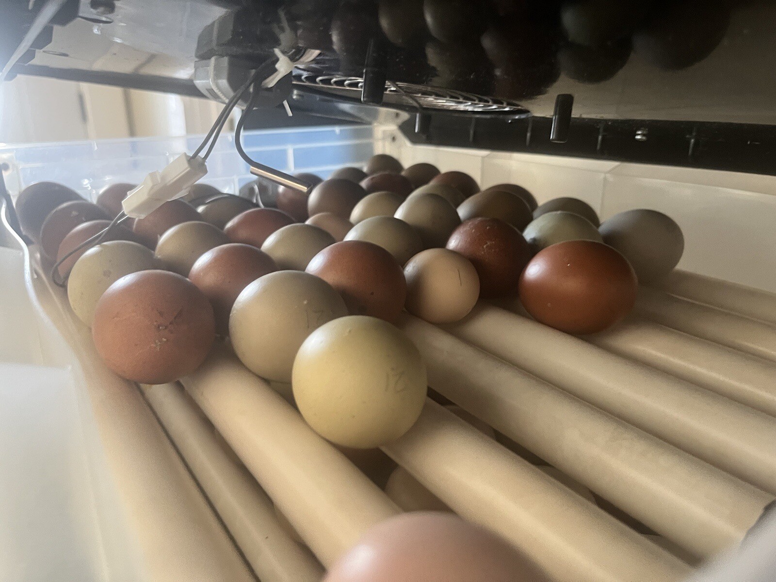 18 Rainbow Hatching Eggs Marans Olive Dark Fibro Bloom NPIP *read description*