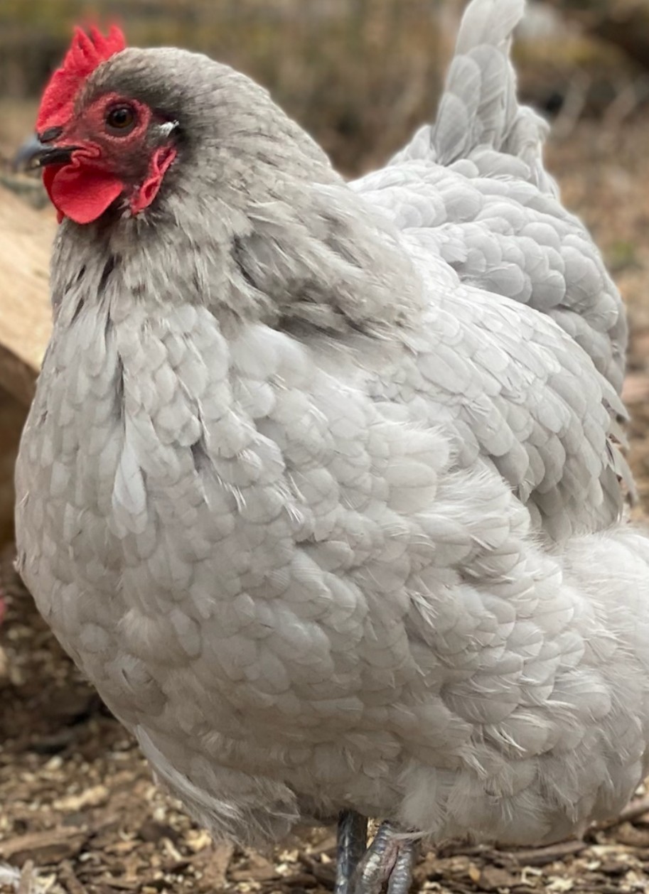 10 Pure English Lavender Orpington Fertile Chicken Eggs For Hatching! 🐣