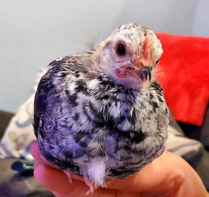 6+ Silver Duckwing Old English Bantam Fertile Hatching Eggs