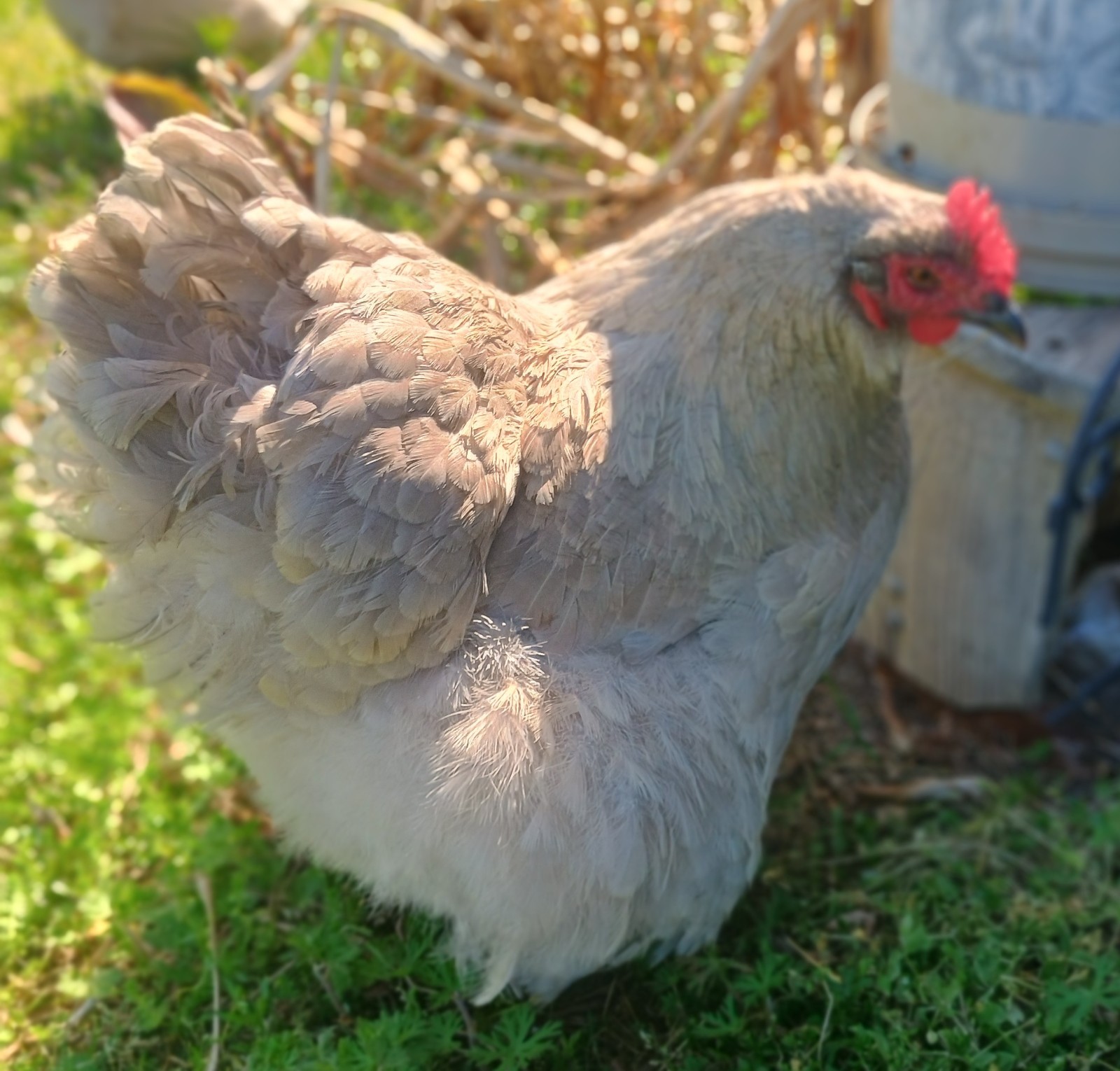 10 Pure English Lavender Orpington Fertile Chicken Eggs For Hatching! 🐣