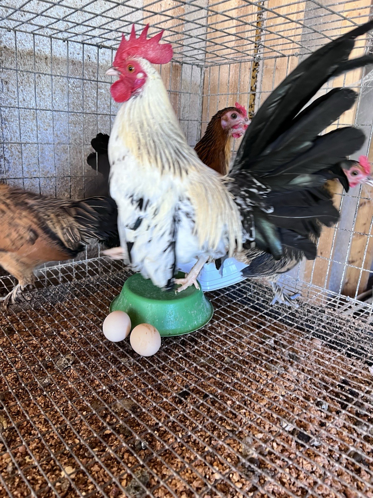 12+ Old English Game Mix Bantam Hatching Eggs 🐣