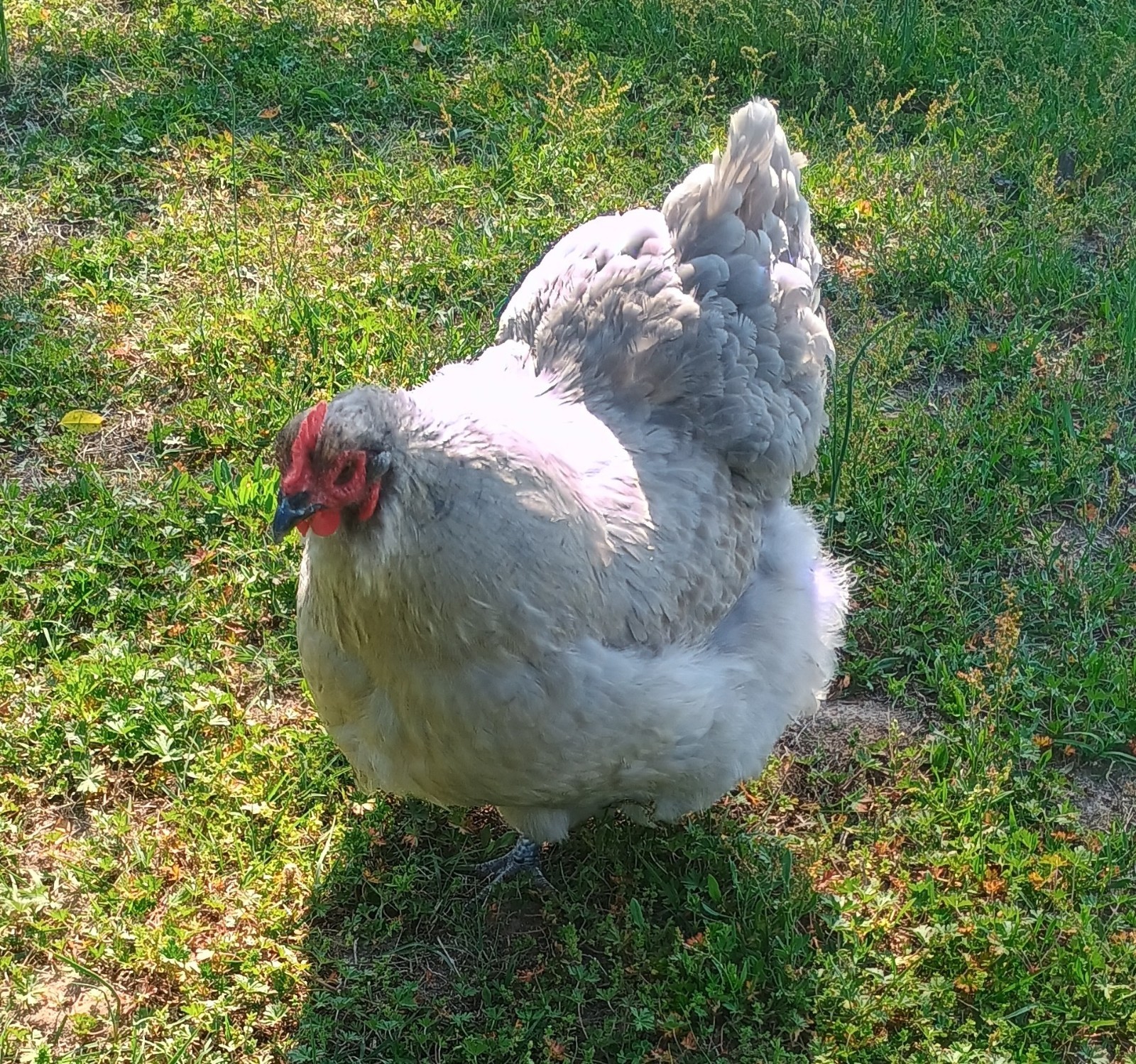 10 Pure English Lavender Orpington Fertile Chicken Eggs For Hatching! 🐣