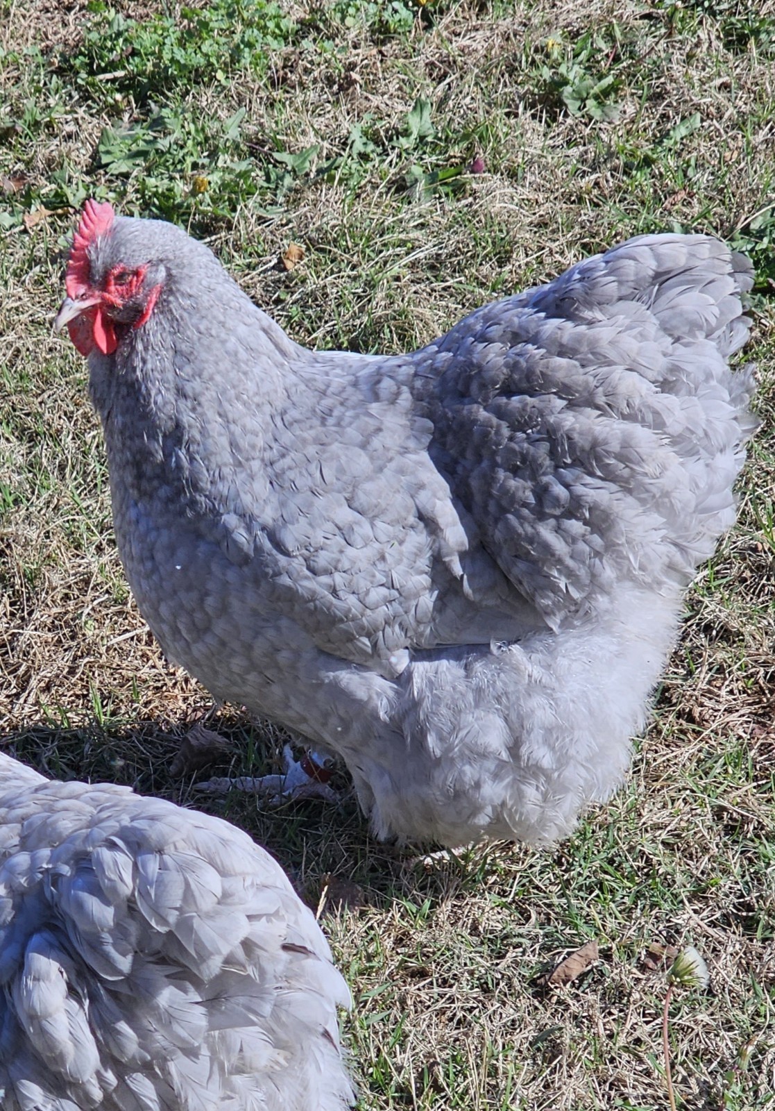 8+ English Lavender Cucko Orpington Hatching Eggs
