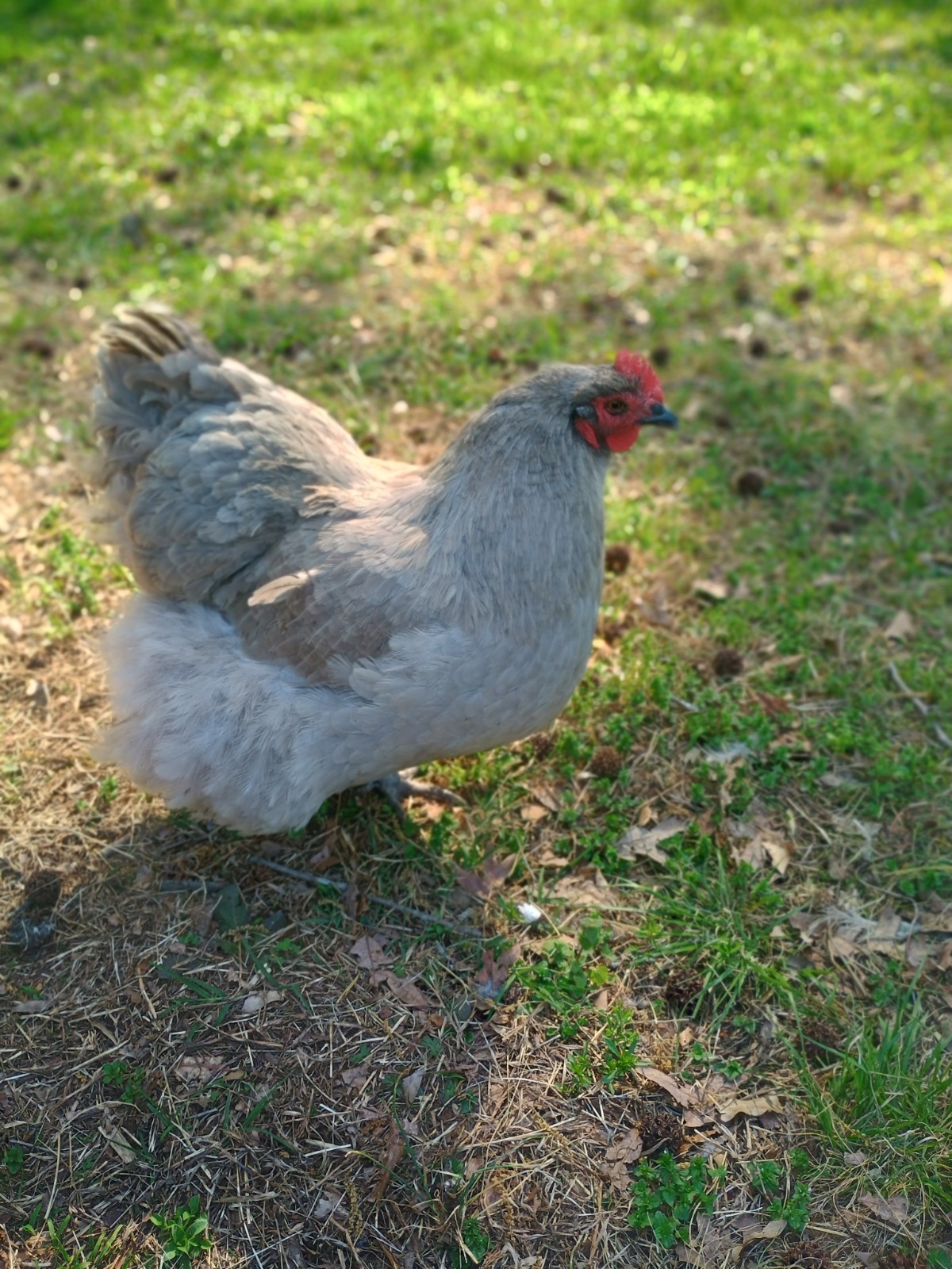 10 Pure English Lavender Orpington Fertile Chicken Eggs For Hatching! 🐣