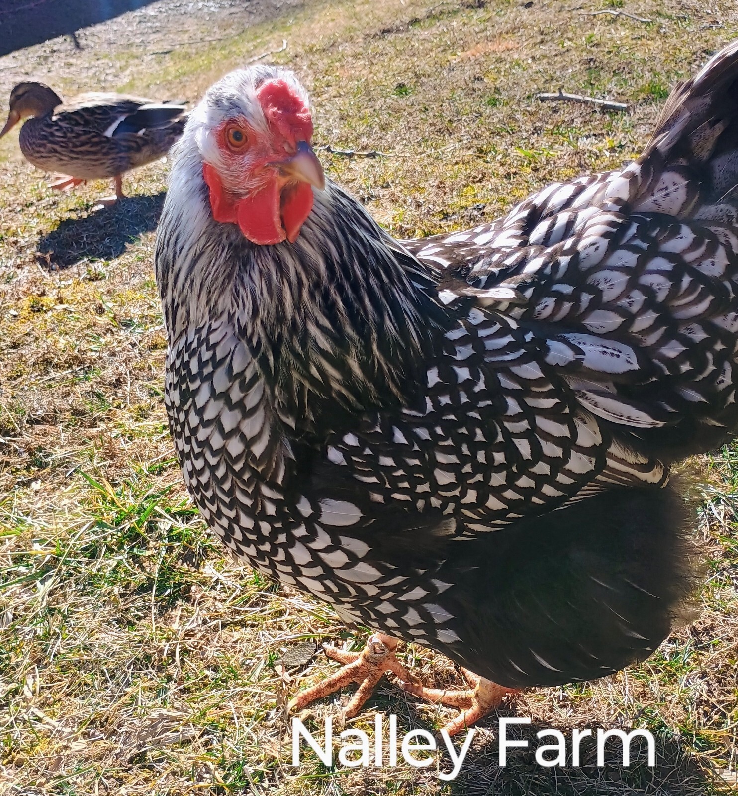 Silver Laced Wyandotte (6) 🐣 fertilized hatching eggs.Please read description.