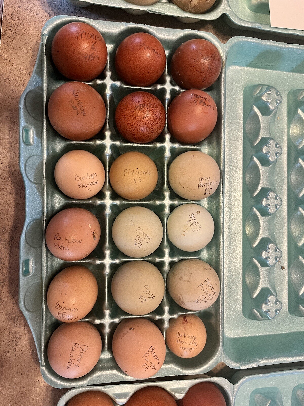 18 Rainbow Hatching Eggs Marans Olive Dark Fibro Bloom NPIP *read description*