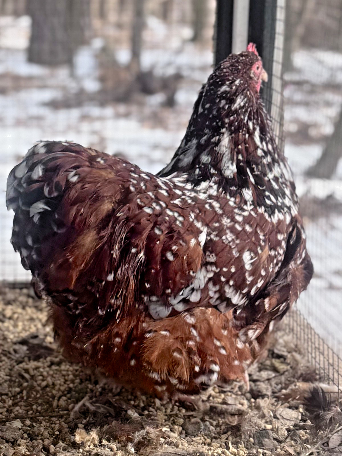12++English Jubilee/Porcelain Orpington Hatching Eggs NPIP + AI Clean Flock