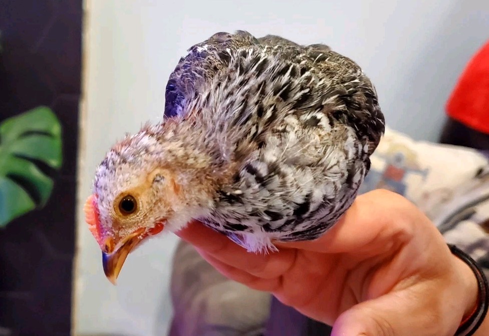 6+ Silver Duckwing Old English Bantam Fertile Hatching Eggs