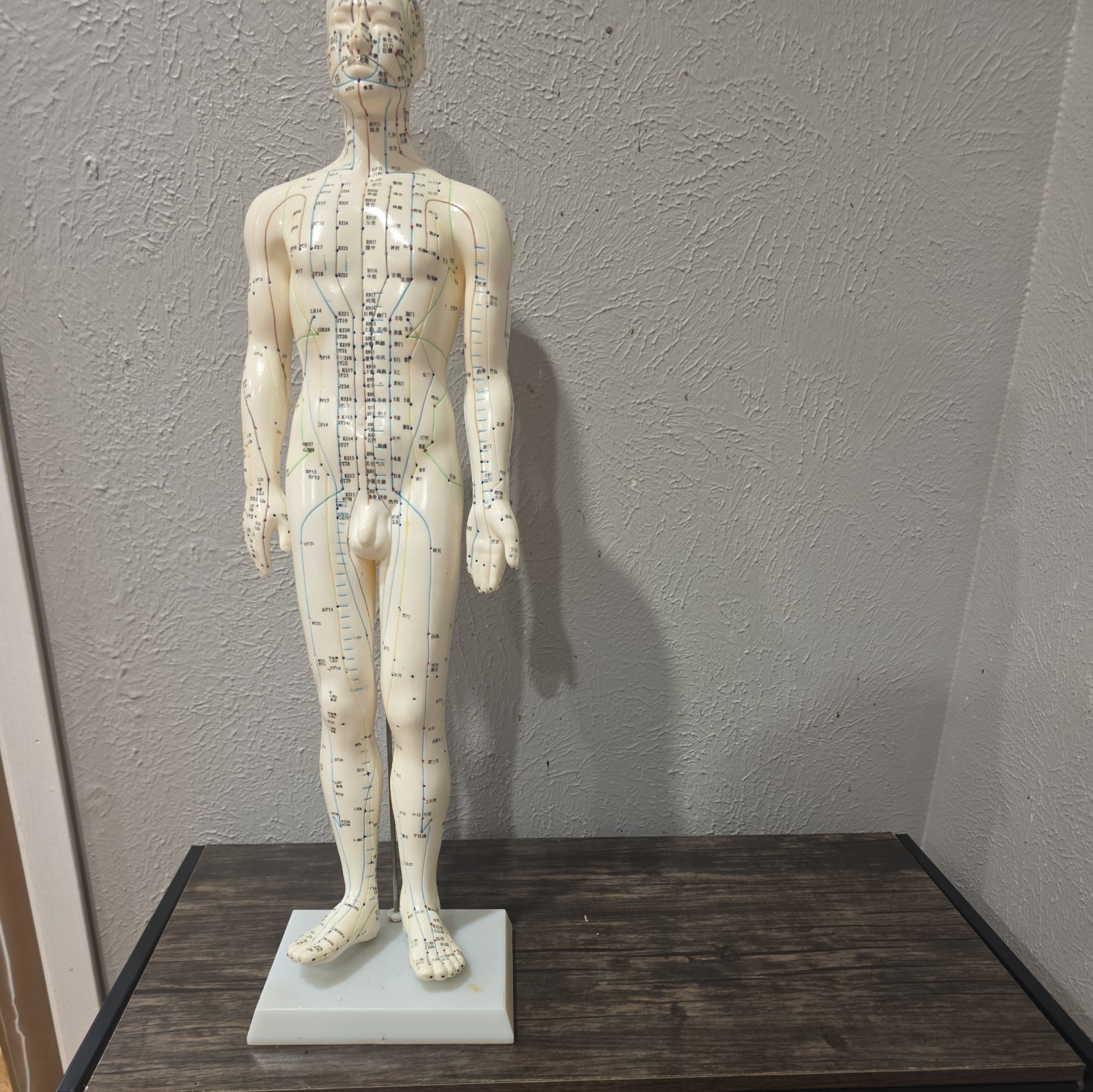 Male Acupuncture Model 20″ with Base Support Arm Chinese + English Points NIB
