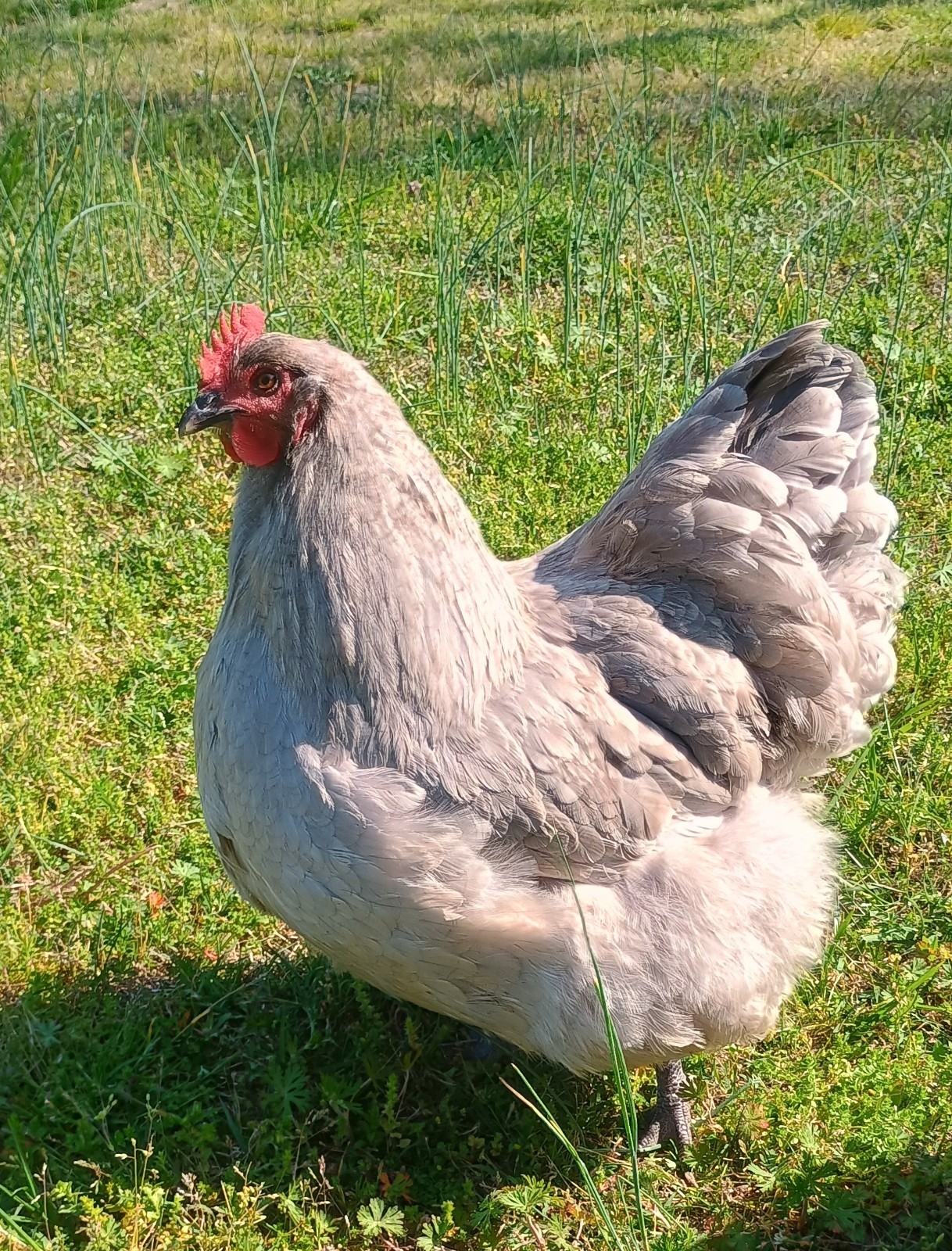 10 Pure English Lavender Orpington Fertile Chicken Eggs For Hatching! 🐣