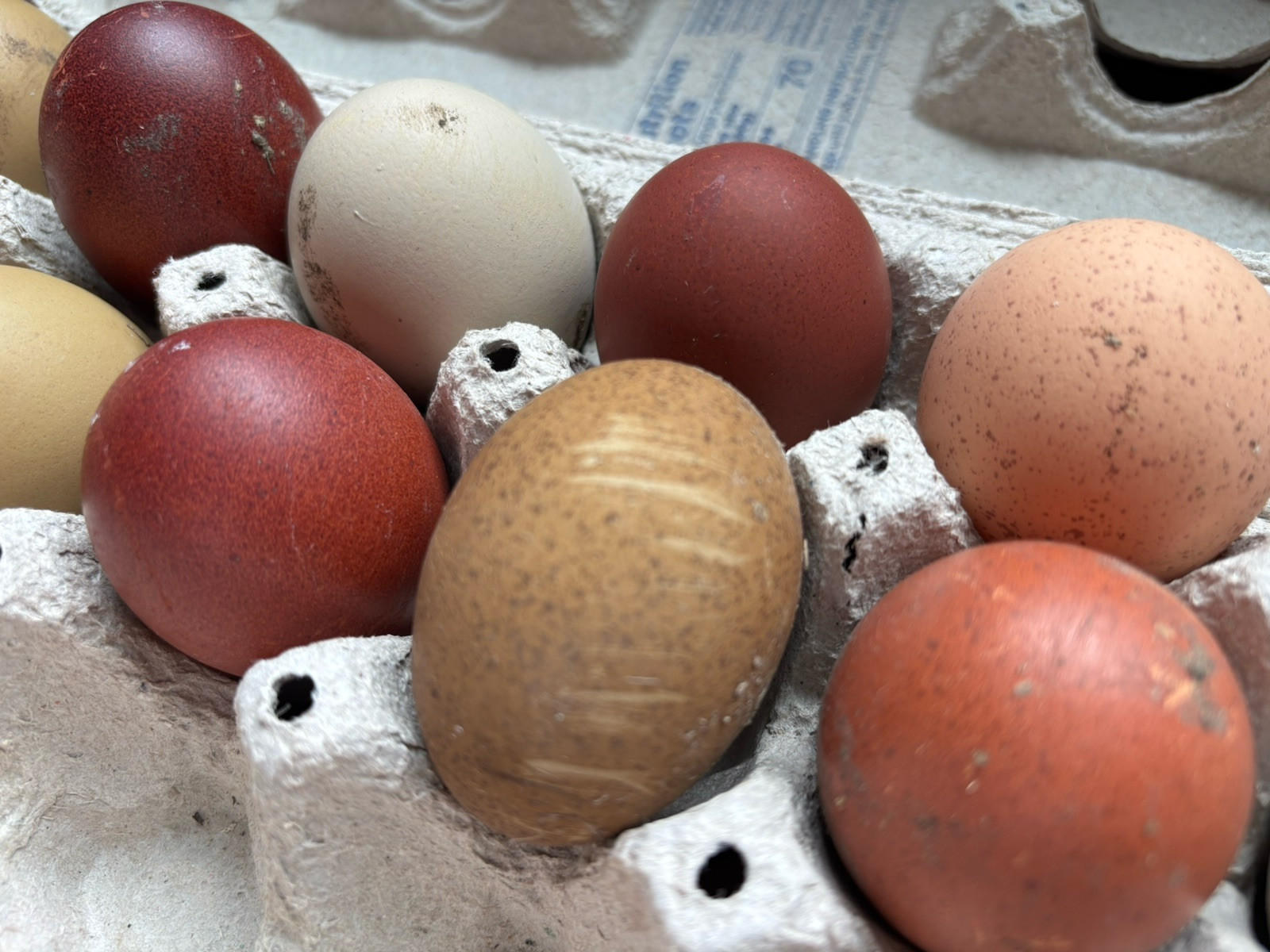 6+ Dark Or Heavy Bloom FERTILE Hatching Eggs Olive Chocolate Speckles Marans