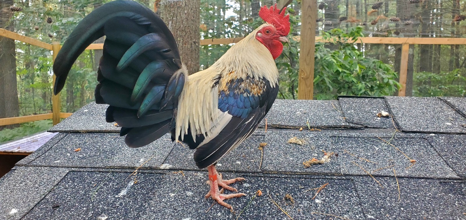 6+ Silver Duckwing Old English Bantam Fertile Hatching Eggs