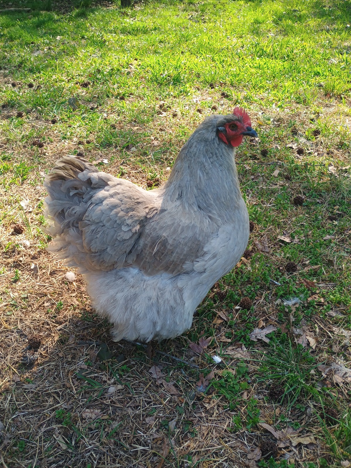 10 Pure English Lavender Orpington Fertile Chicken Eggs For Hatching! 🐣