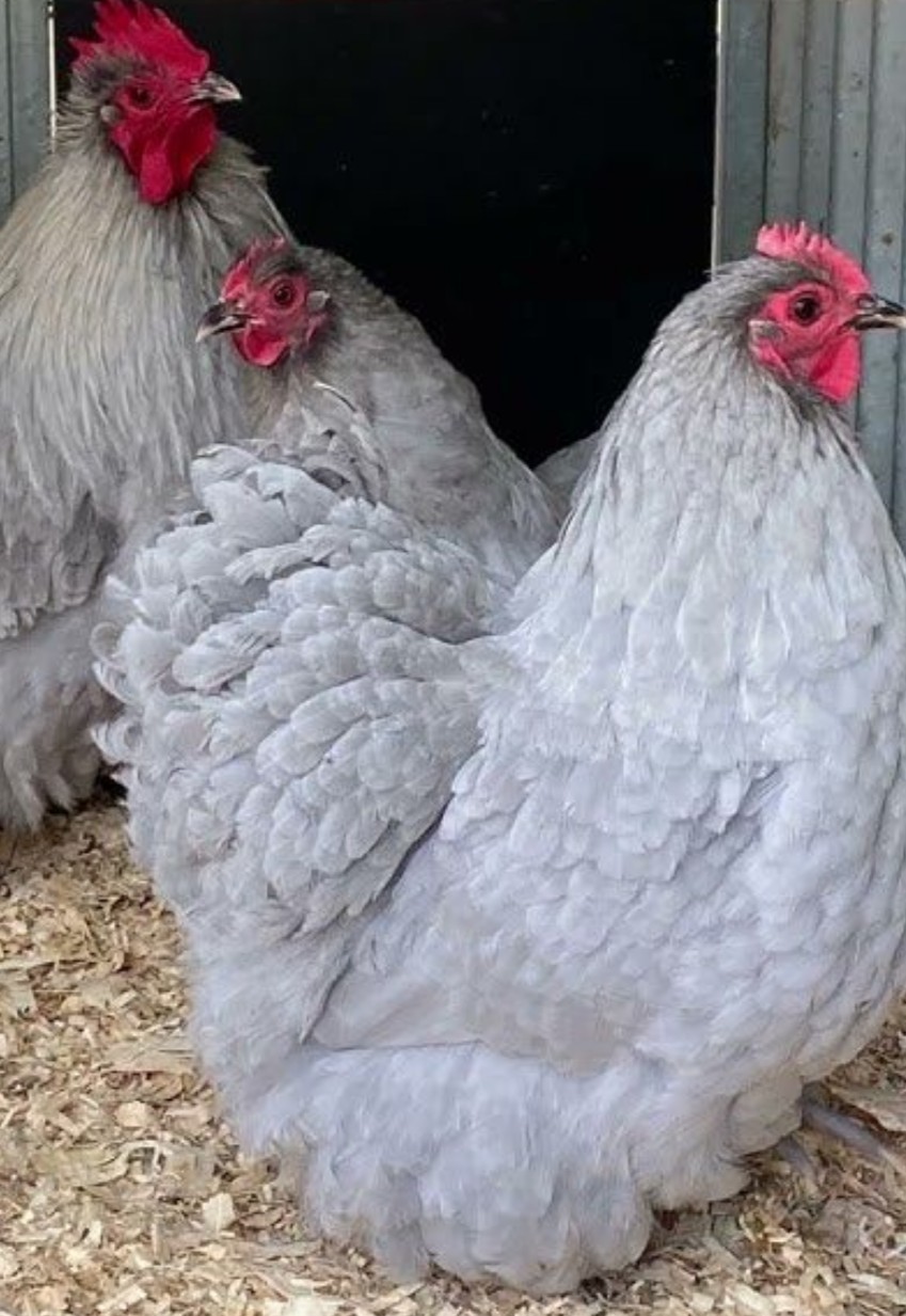 10 Pure English Lavender Orpington Fertile Chicken Eggs For Hatching! 🐣