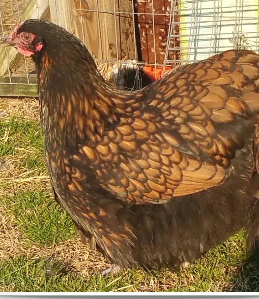 8+ English Gold Laced Orpington Hatching Eggs