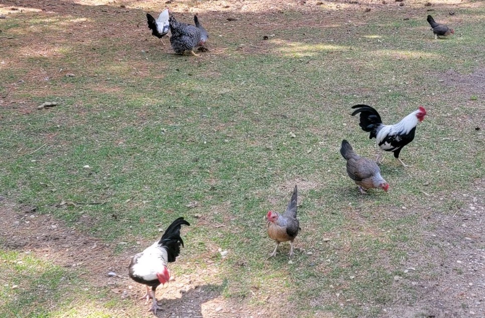6+ Silver Duckwing Old English Bantam Fertile Hatching Eggs