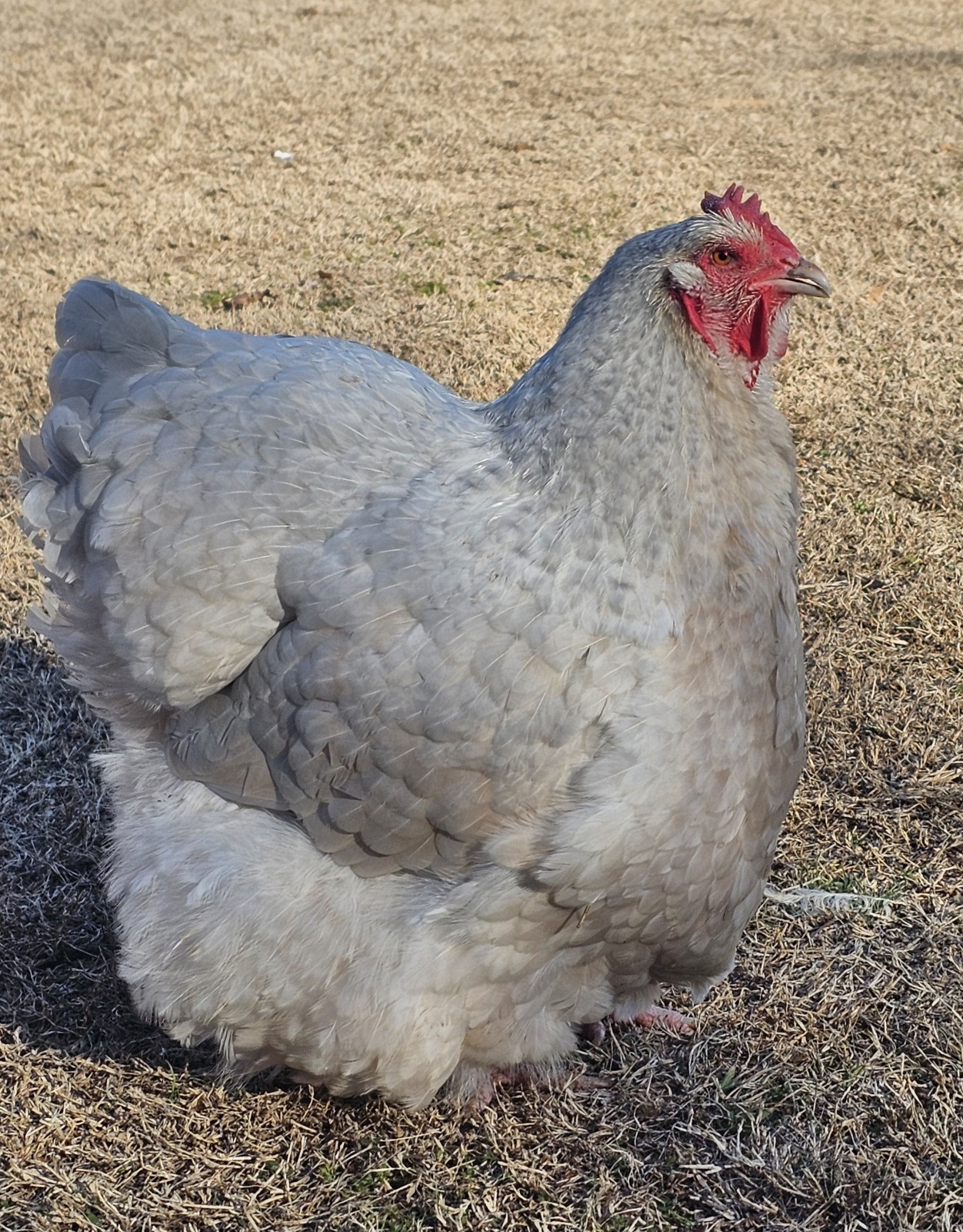 8+ English Isabel Cucko Orpington Hatching Eggs
