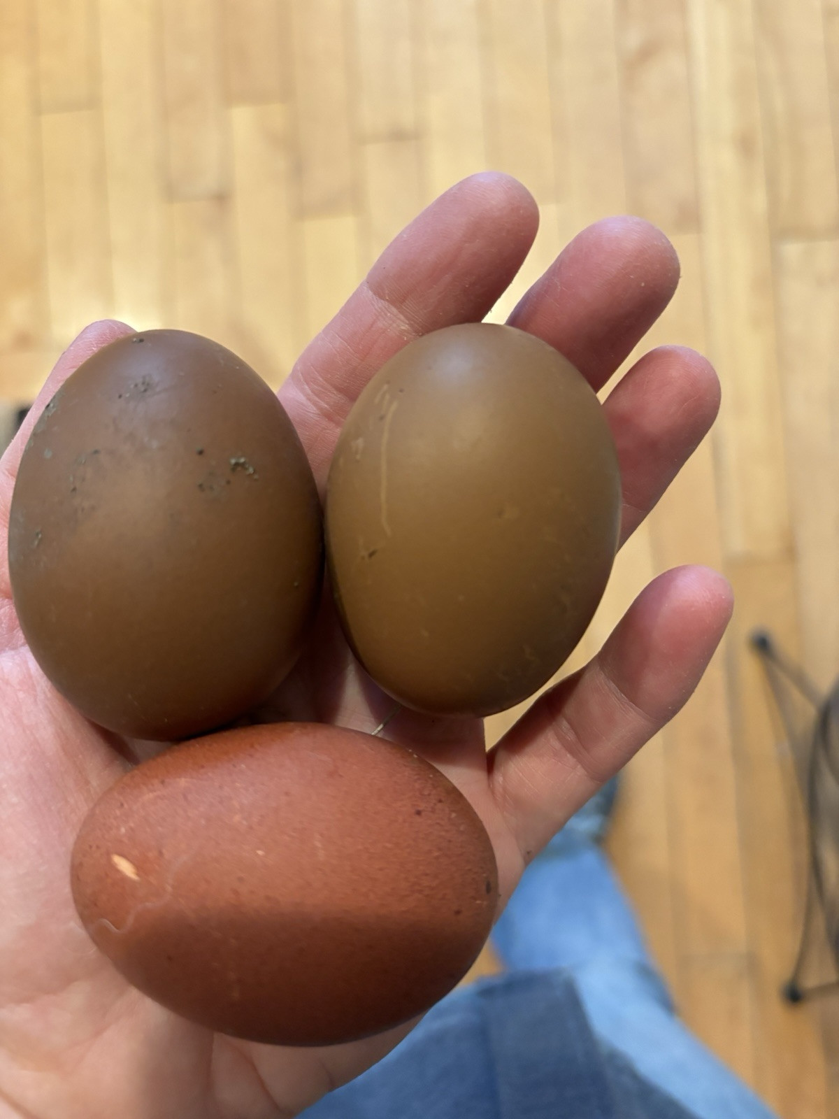 6+ Dark Or Heavy Bloom FERTILE Hatching Eggs Olive Chocolate Speckles Marans