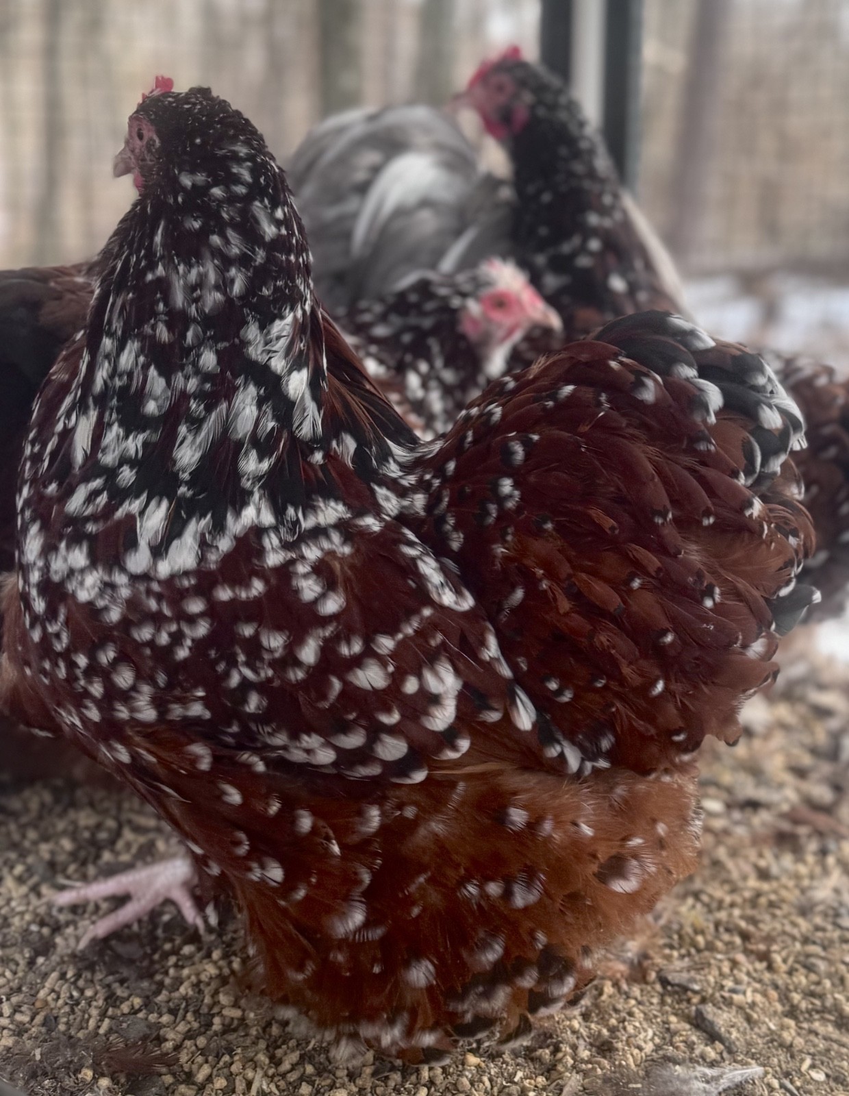 12++English Jubilee/Porcelain Orpington Hatching Eggs NPIP + AI Clean Flock