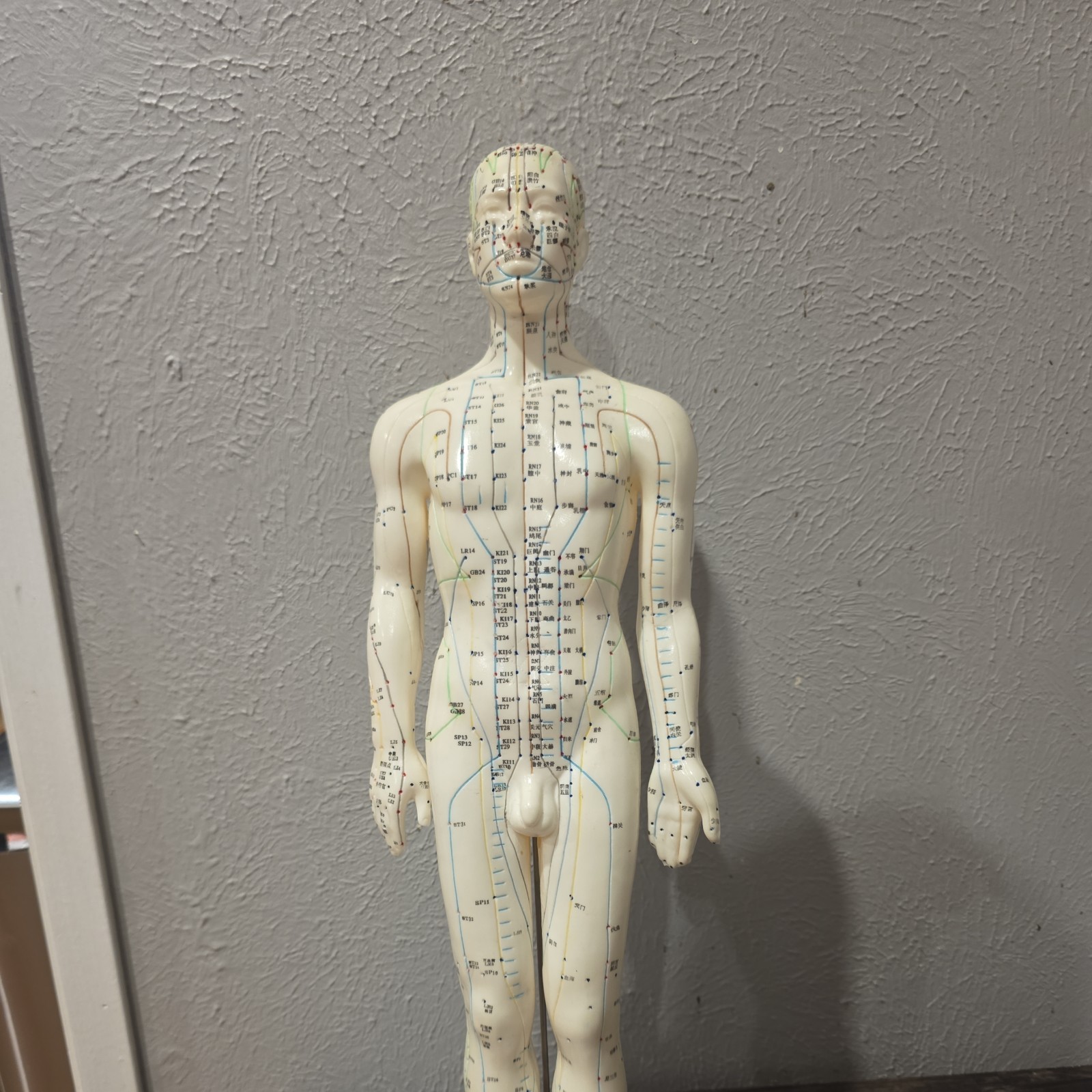 Male Acupuncture Model 20″ with Base Support Arm Chinese + English Points NIB