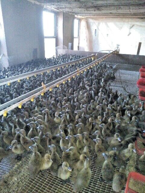 20 PUREBRED FRESH WELSH HARLEQUIN FERTILE HATCHING DUCK HATCHERY SUPPLY QUICK