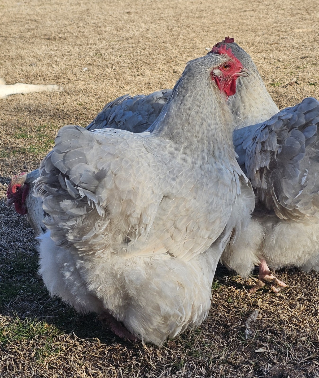 8+ English Isabel Cucko Orpington Hatching Eggs