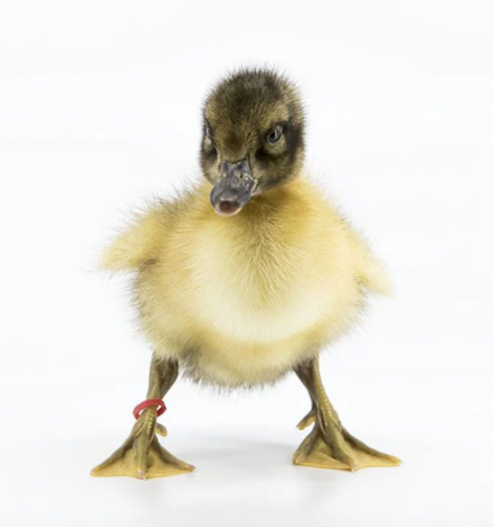 20 PUREBRED FRESH WELSH HARLEQUIN FERTILE HATCHING DUCK HATCHERY SUPPLY QUICK