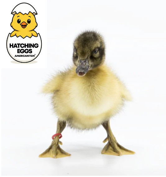 20 PUREBRED FRESH WELSH HARLEQUIN FERTILE HATCHING DUCK HATCHERY SUPPLY QUICK
