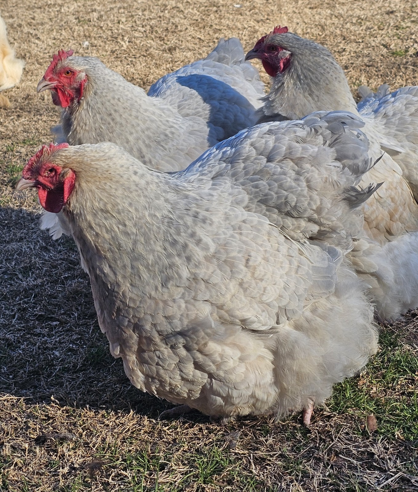 8+ English Isabel Cucko Orpington Hatching Eggs