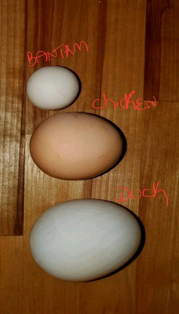 6+ Silver Duckwing Old English Bantam Fertile Hatching Eggs