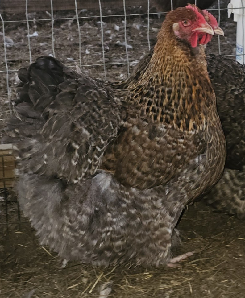 8+ English Crele orpington Hatching Eggs