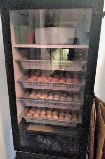 20 PUREBRED FRESH WELSH HARLEQUIN FERTILE HATCHING DUCK HATCHERY SUPPLY QUICK