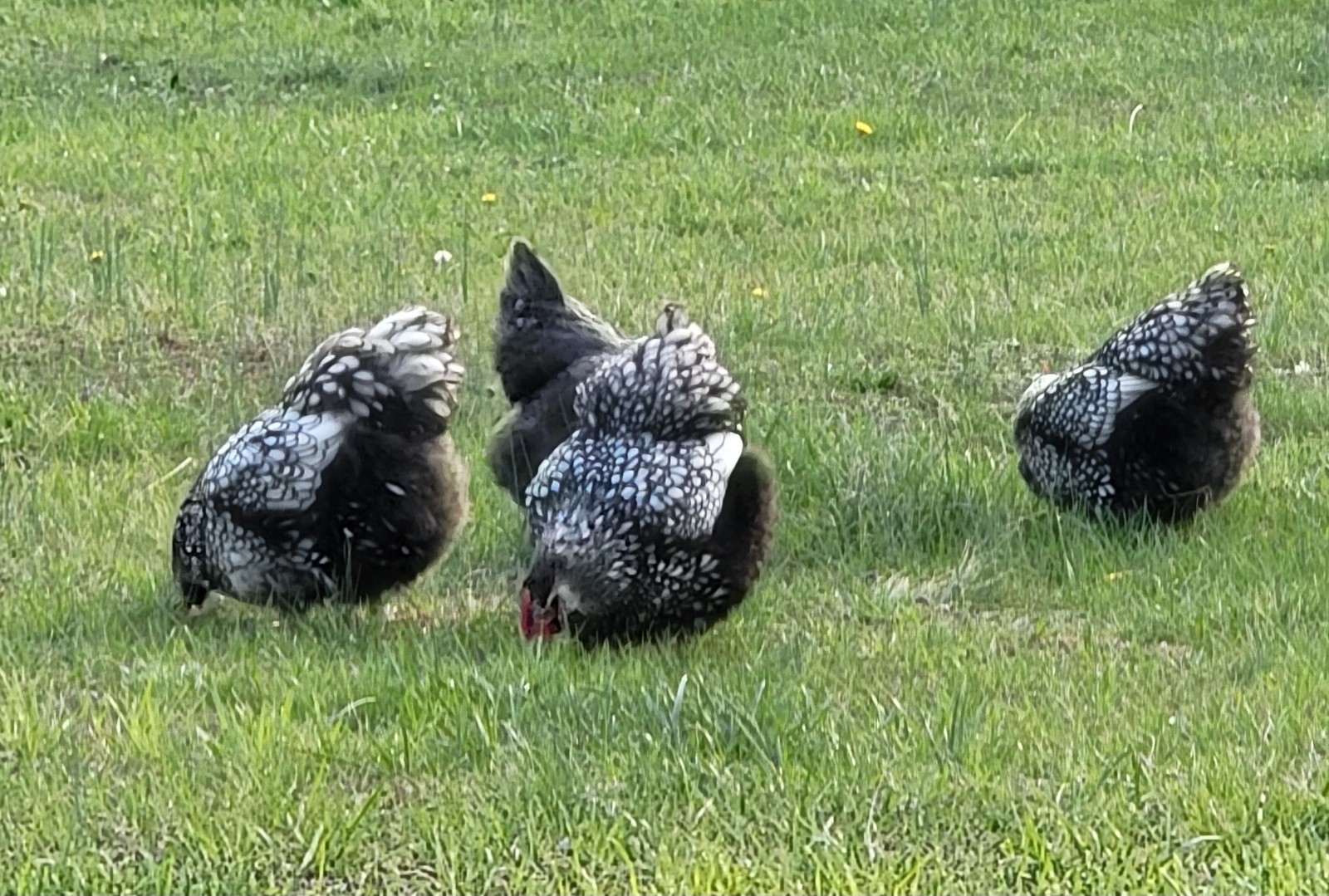 14 Pure English Orpington Hatching Eggs Mauve, SL,Mauve Laced, Choco, Huge Birds