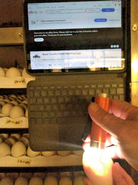 20 PUREBRED FRESH WELSH HARLEQUIN FERTILE HATCHING DUCK HATCHERY SUPPLY QUICK