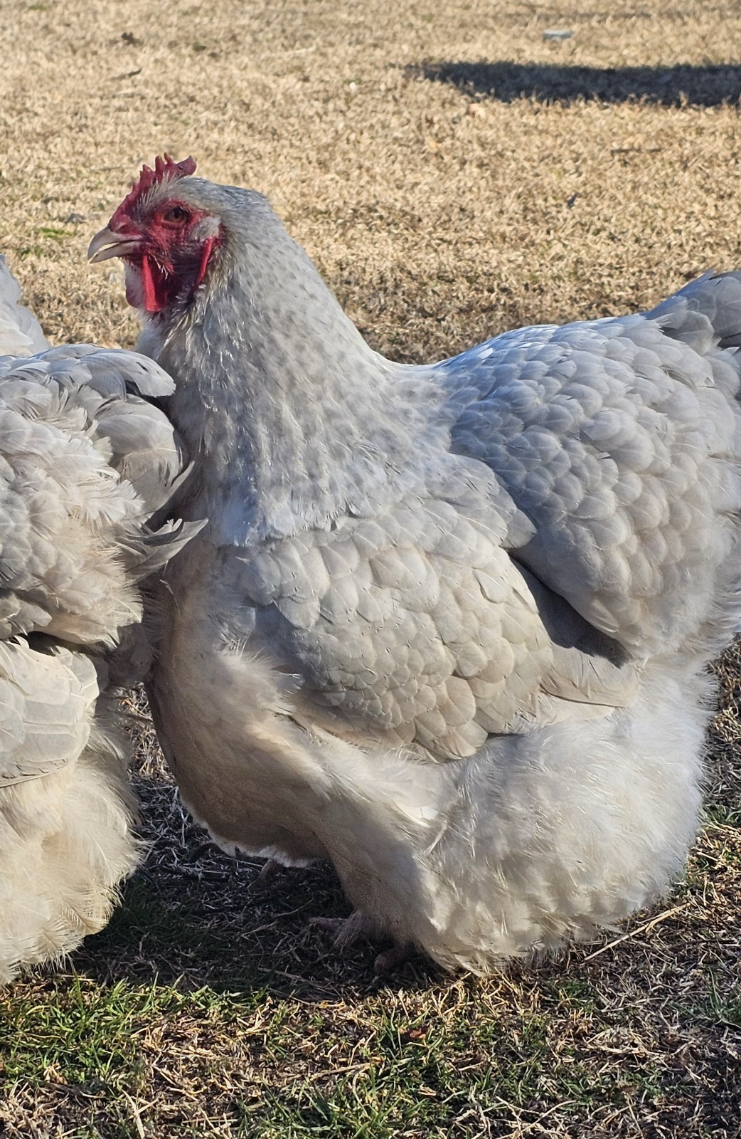 8+ English Isabel Cucko Orpington Hatching Eggs