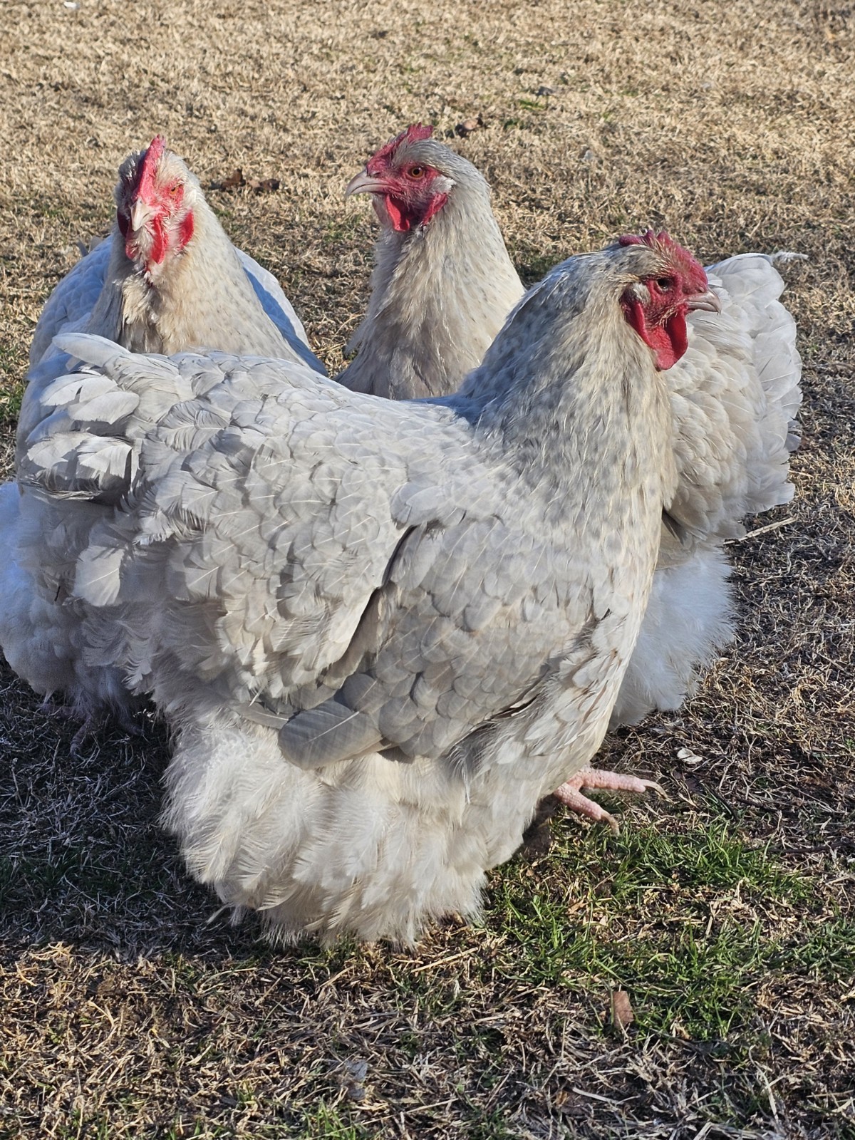 8+ English Isabel Cucko Orpington Hatching Eggs