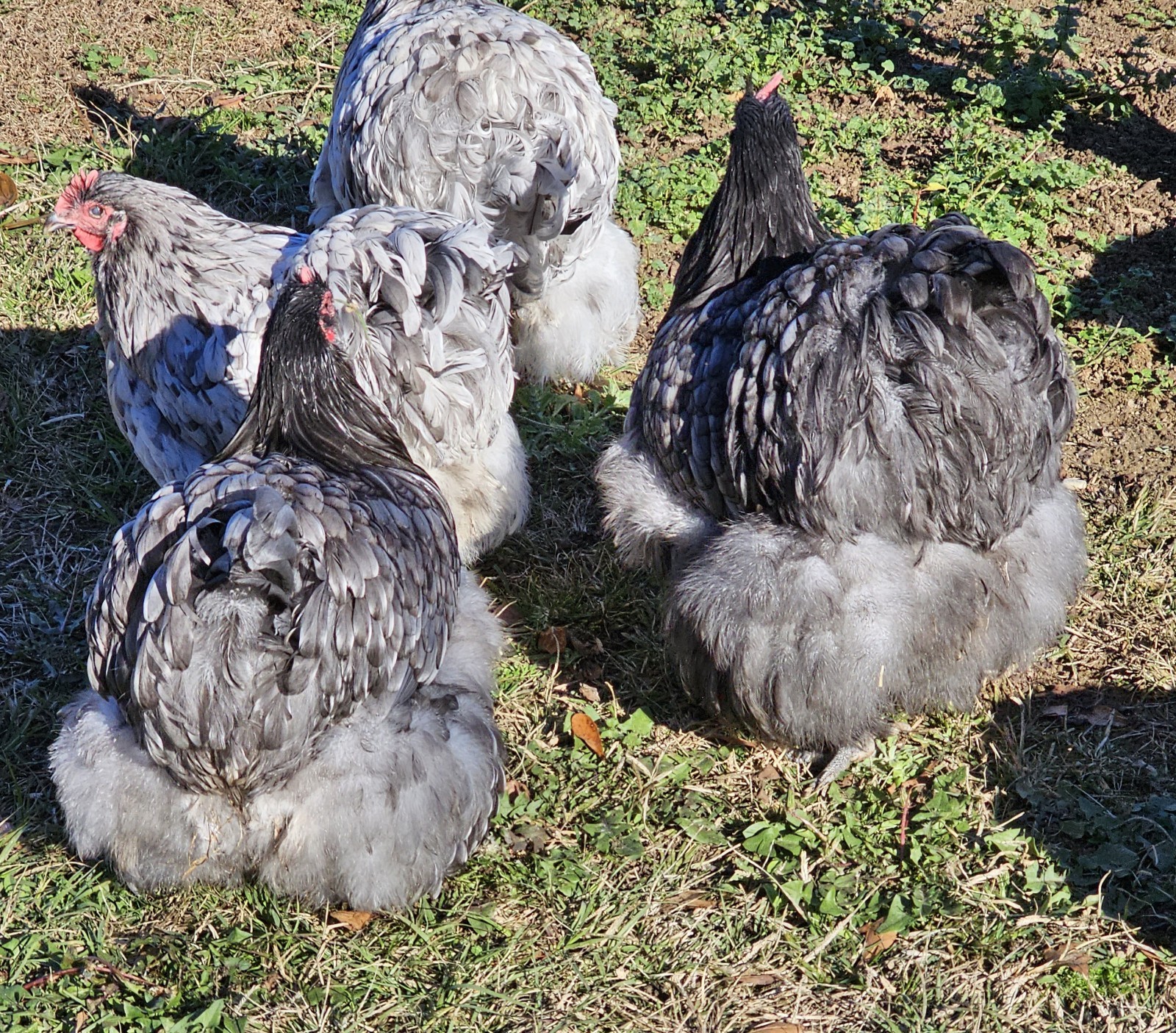 8+ English Blue/Black/Splashg Orpington Hatching Eggs