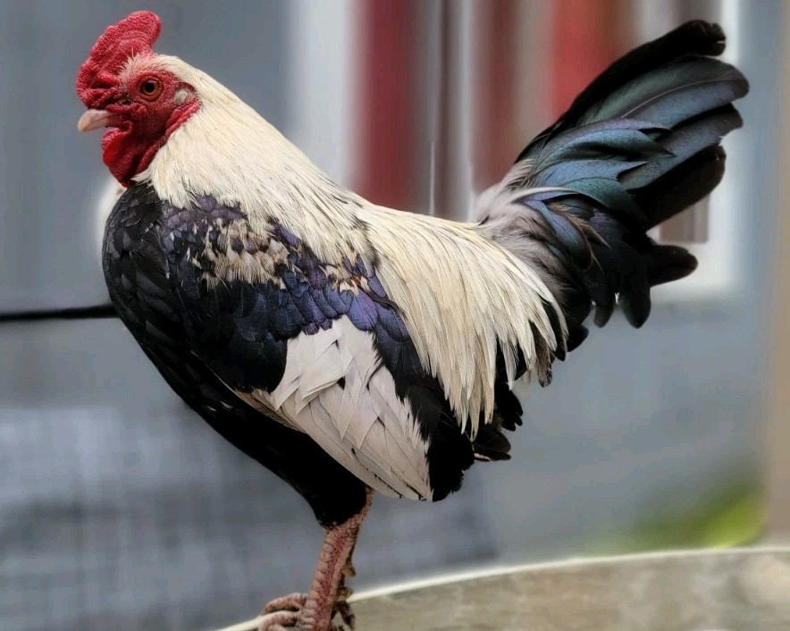 6+ Silver Duckwing Old English Bantam Fertile Hatching Eggs