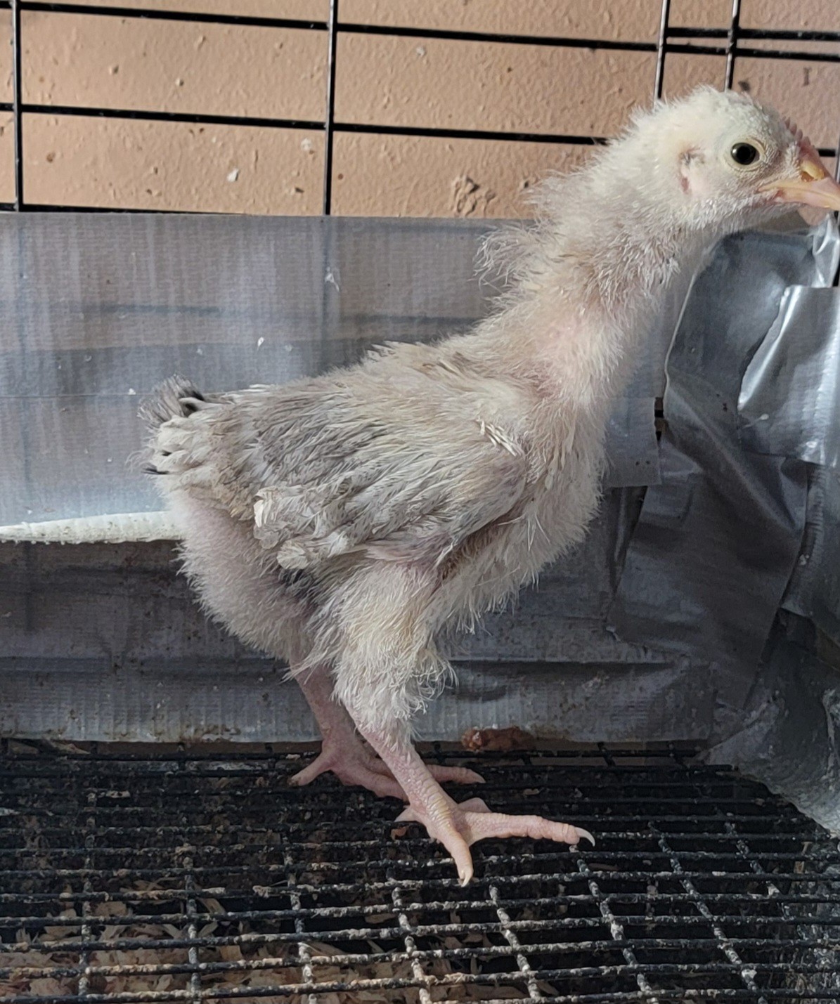 14 Pure English Orpington Hatching Eggs Mauve, SL,Mauve Laced, Choco, Huge Birds